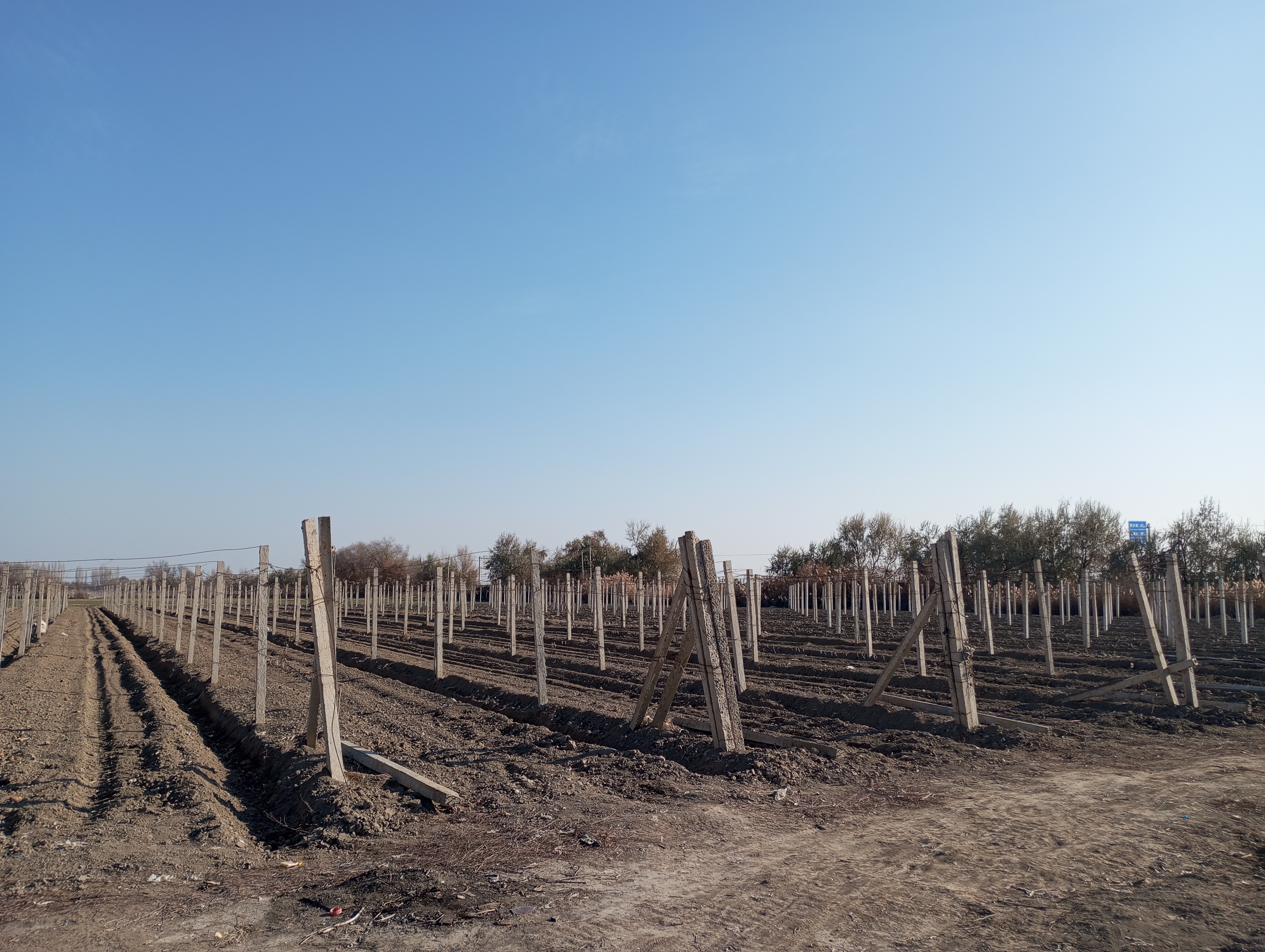 Elaeagnus angustifolia---Фанаты---251115-005